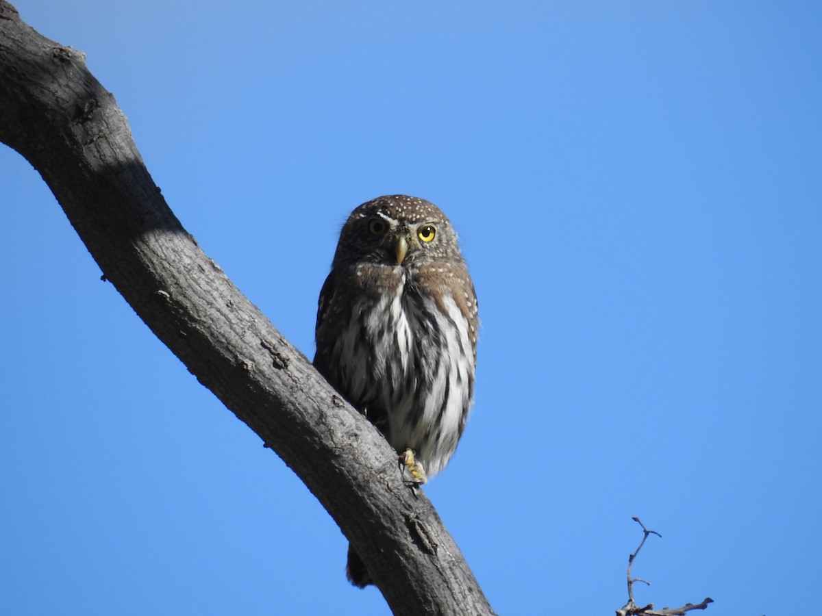 Northern Pygmy-Owl - ML645808550