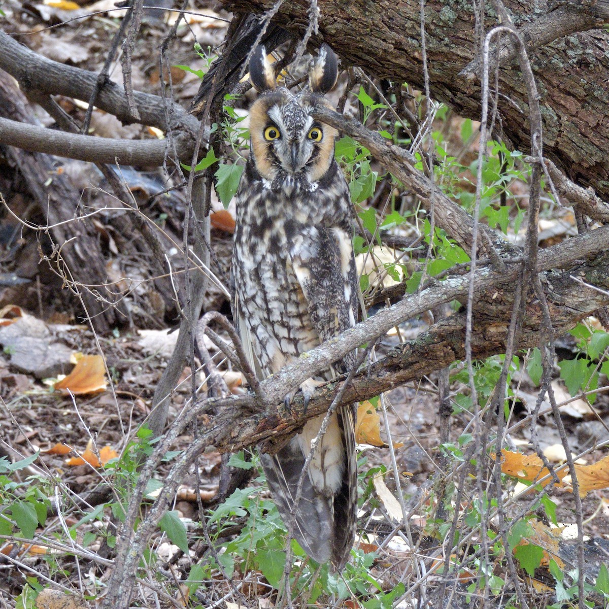 Long-eared Owl - ML645808559