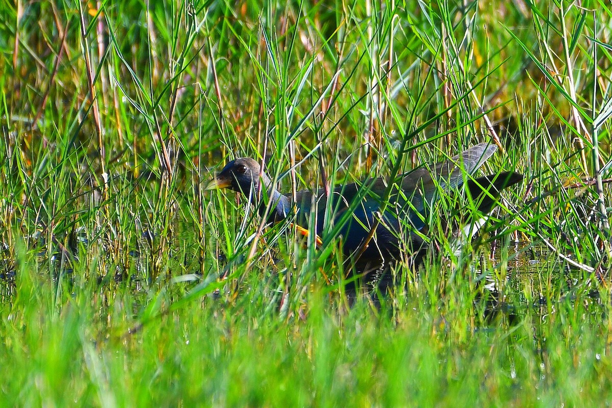 Малая султанка - ML645808566