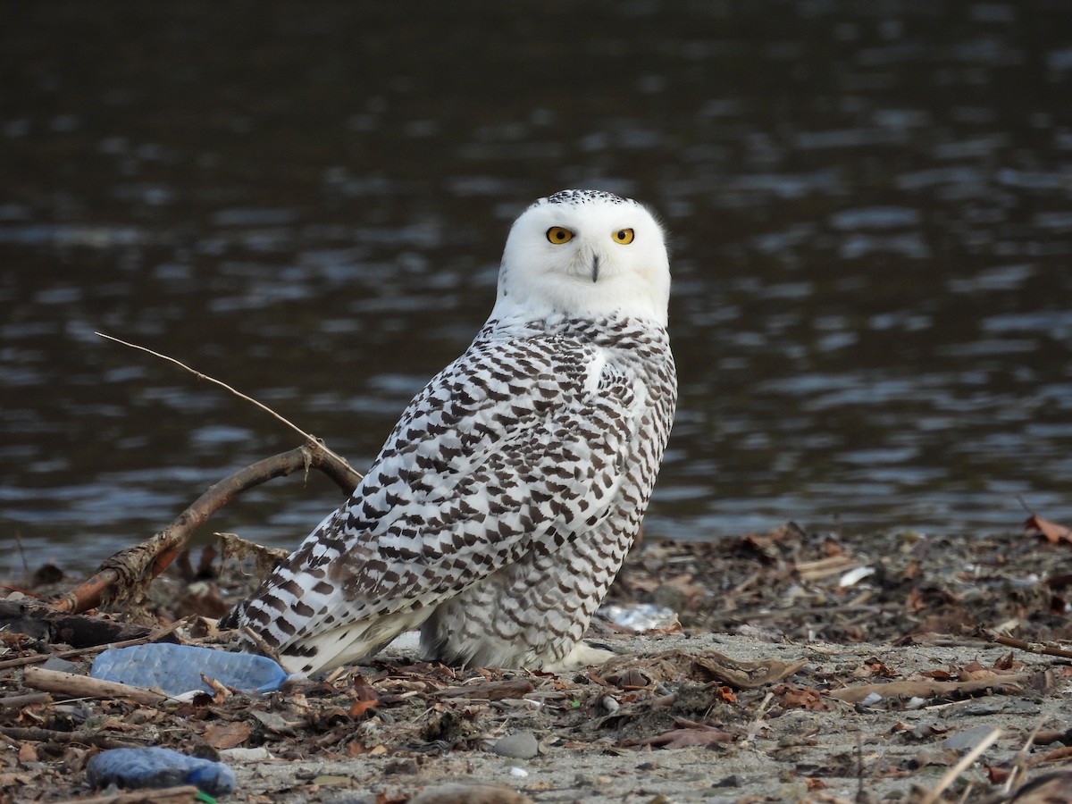 Snowy Owl - ML645808568