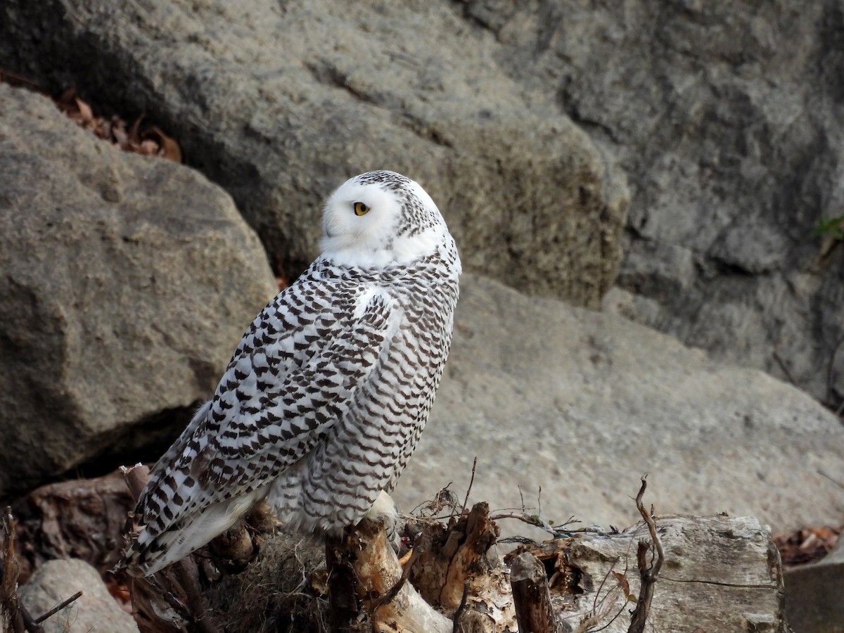 Snowy Owl - ML645808569
