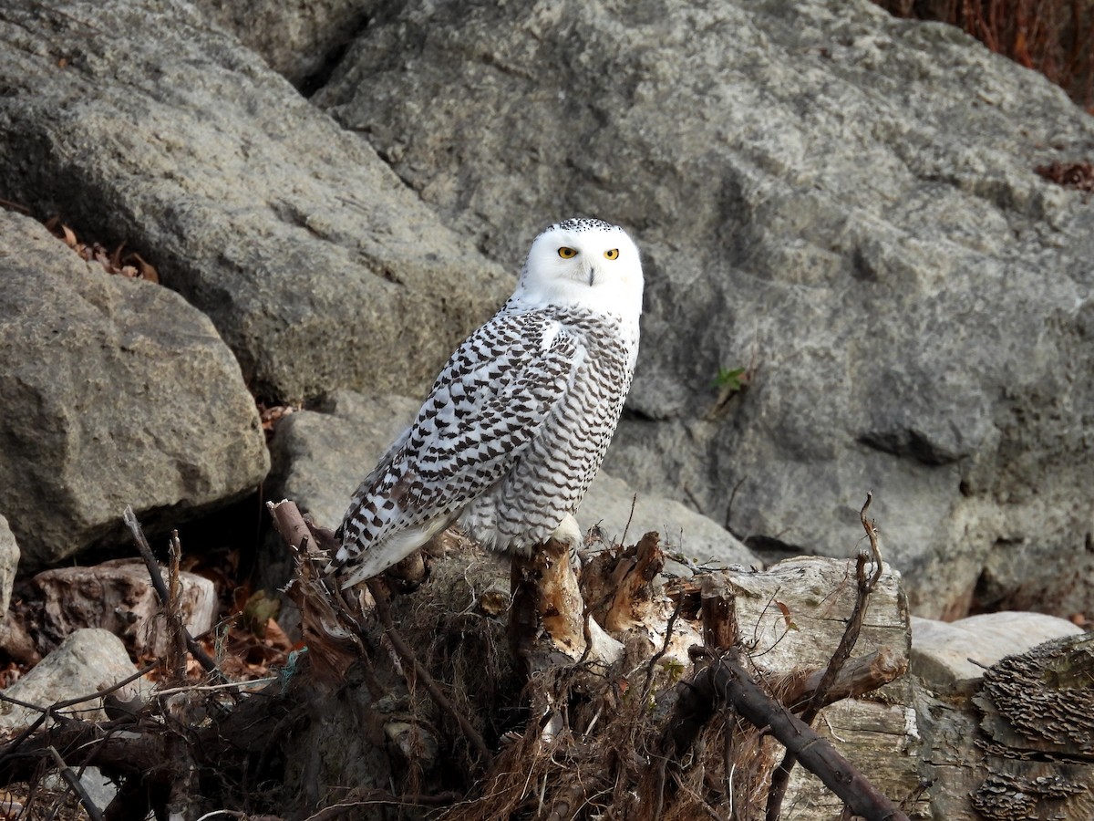 Snowy Owl - ML645808571