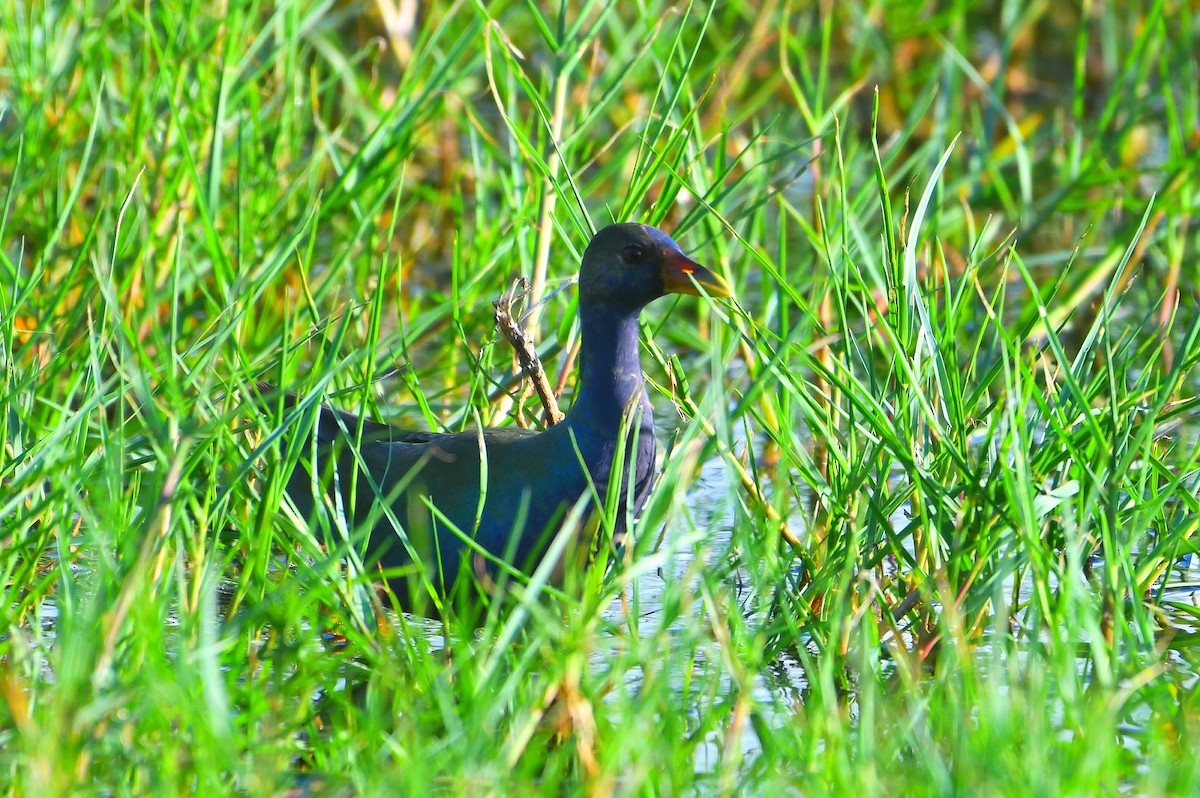 Малая султанка - ML645808572