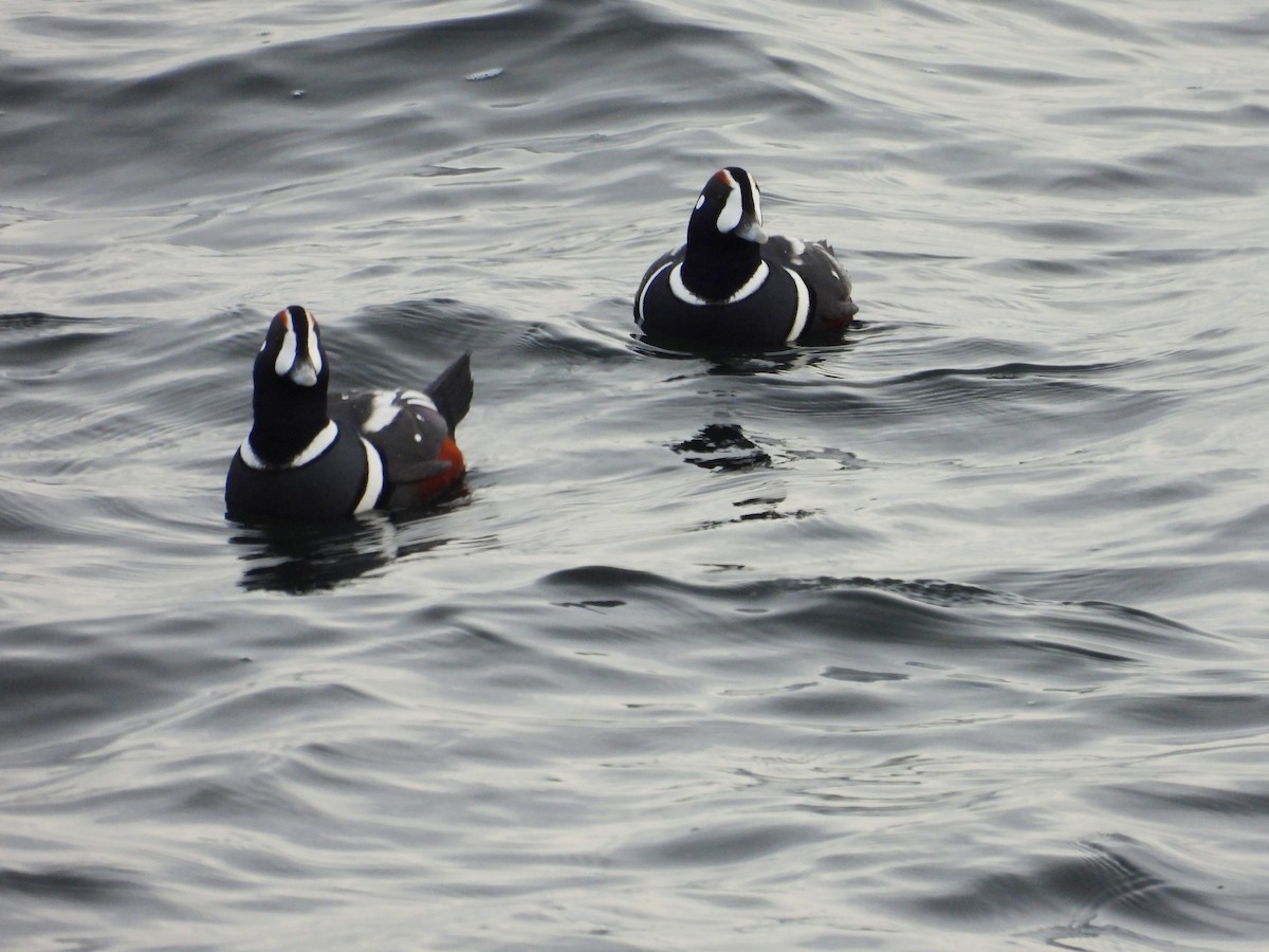 Harlequin Duck - ML645808591