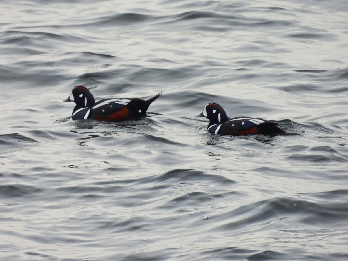 Harlequin Duck - ML645808593