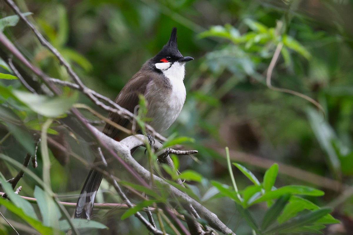 Red-whiskered Bulbul - ML645808600