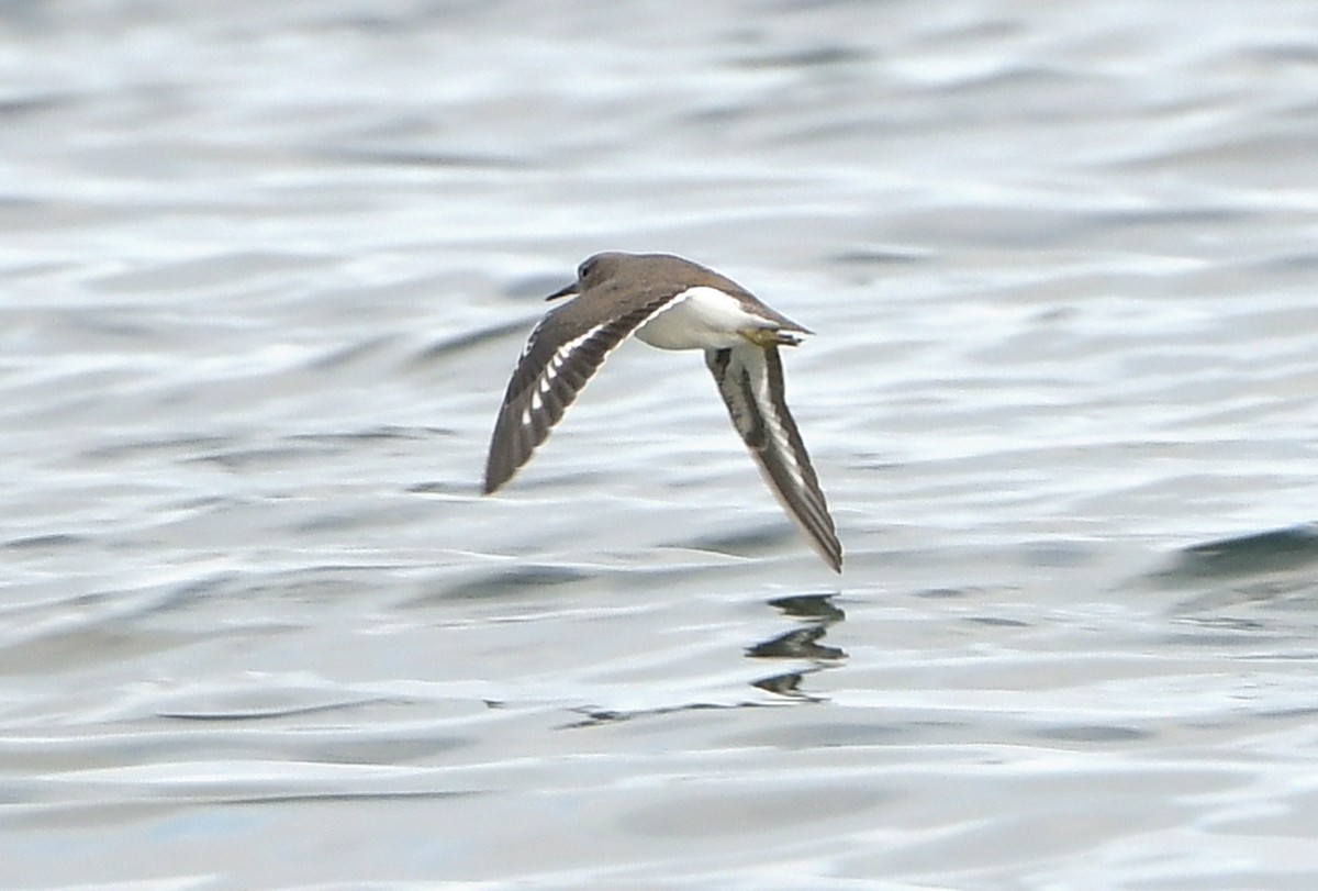 Benekli Düdükçün - ML645808606