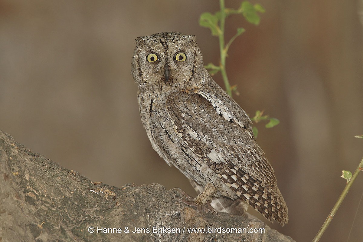 Arabian Scops-Owl - Jens Eriksen