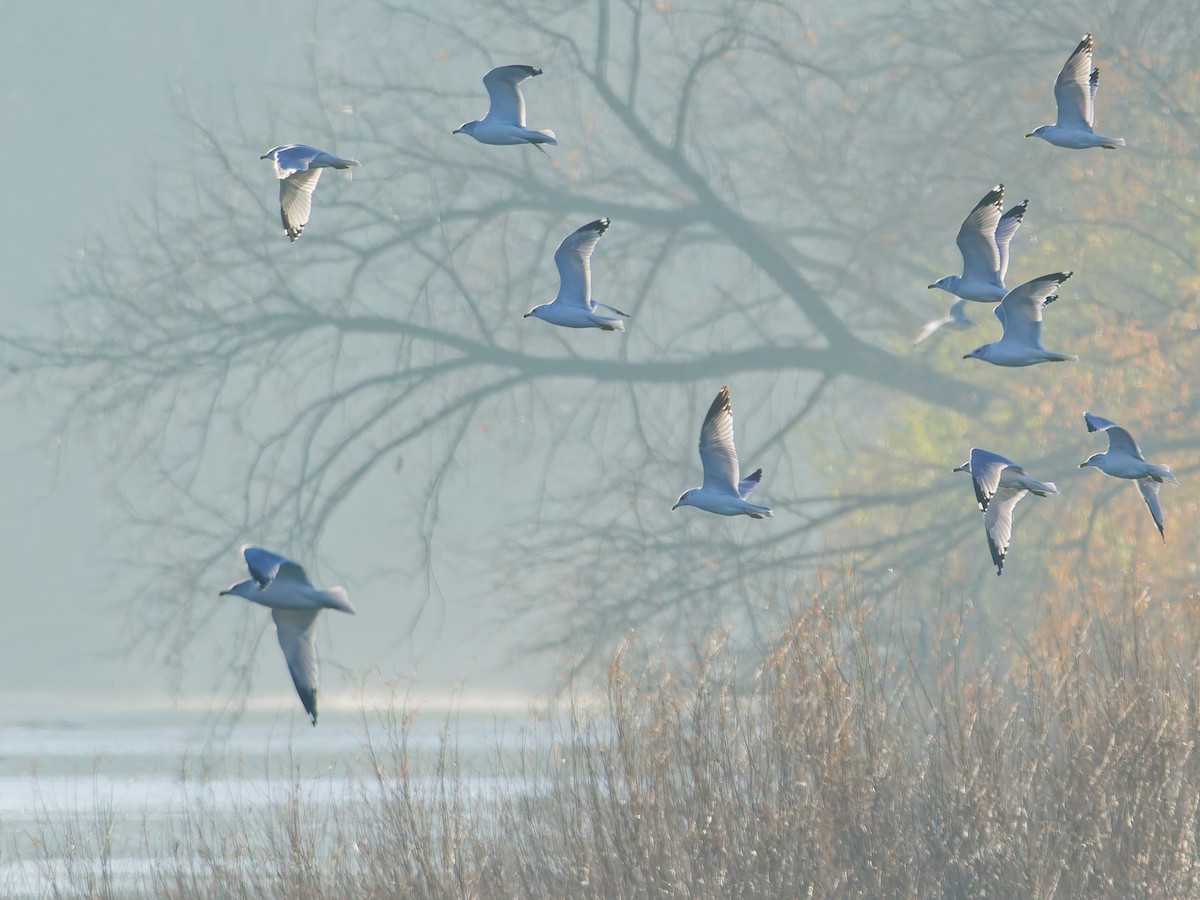 racek kroužkozobý - ML645808620