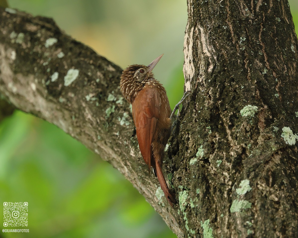 Straight-billed Woodcreeper - ML645808622