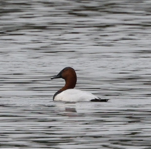 Murgilari bizkarzuria - ML645808623