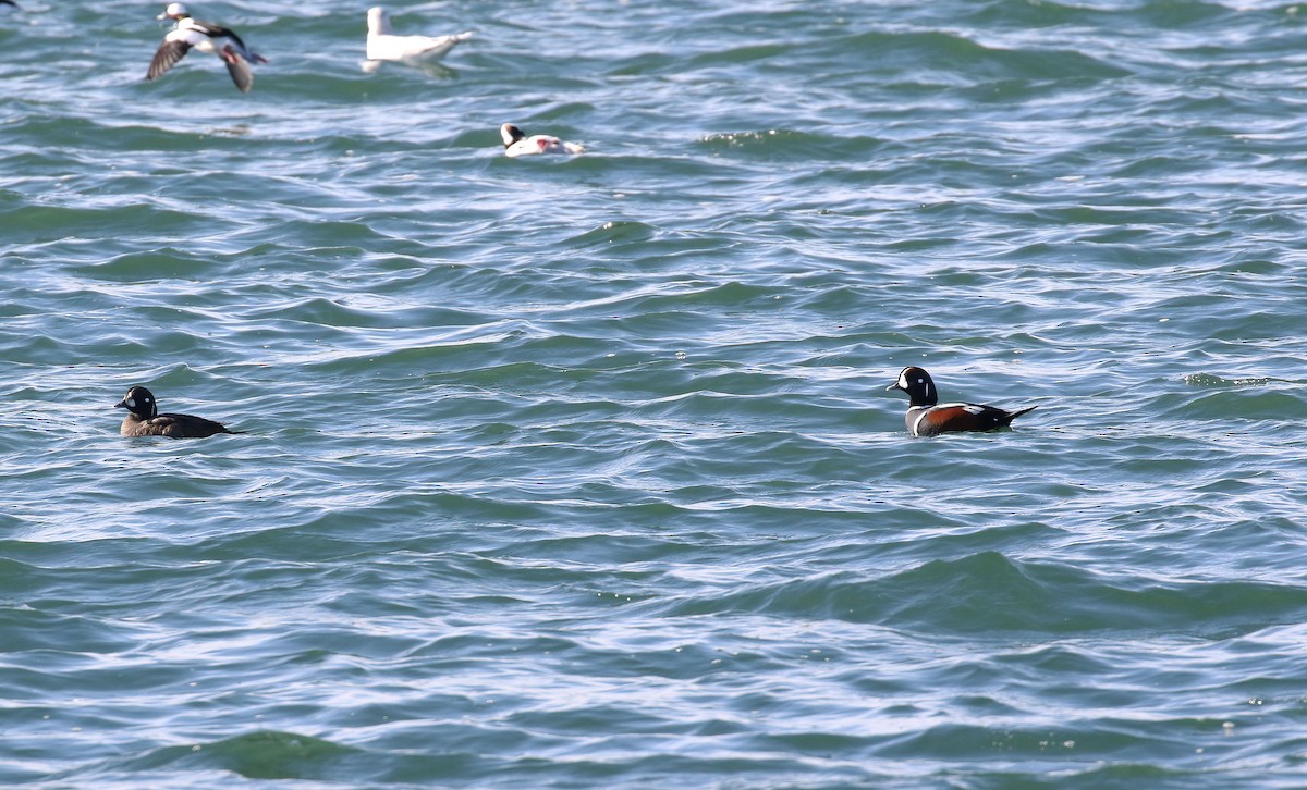 Harlequin Duck - ML645808638