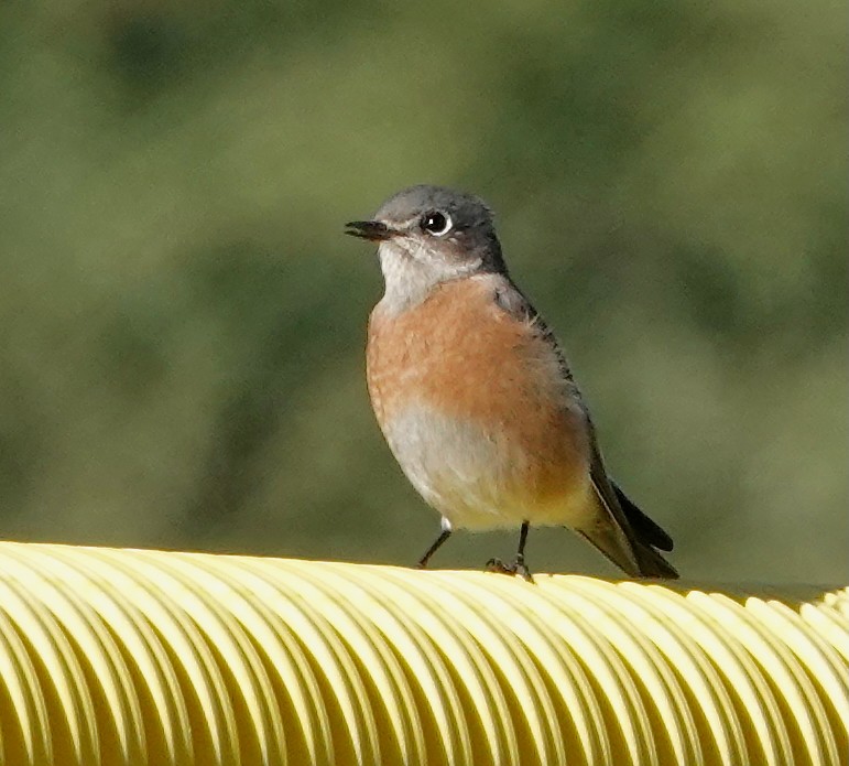 Western Bluebird - ML645808669