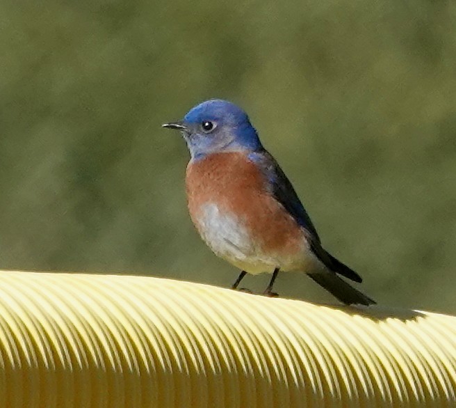 Western Bluebird - ML645808670