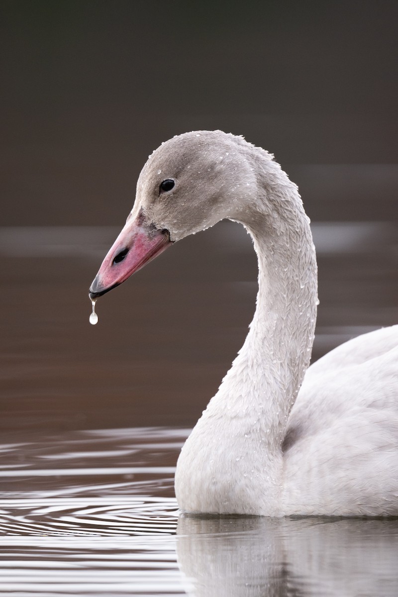 Tundra Swan - ML645808693