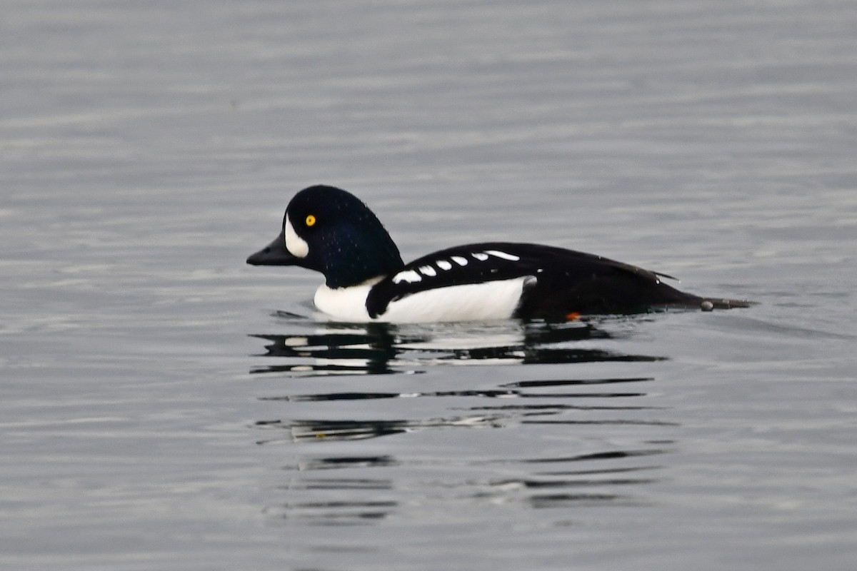 Murgilari islandiarra - ML645808700