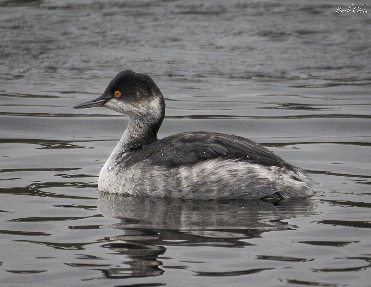 Eared Grebe - ML645808701
