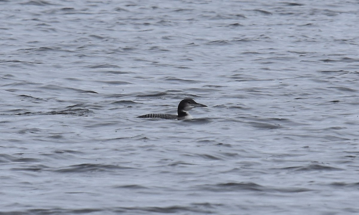 Common Loon - ML645808703