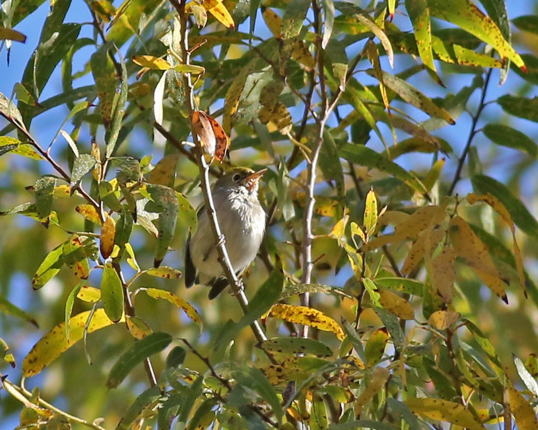 Chestnut-sided Warbler - ML645808709
