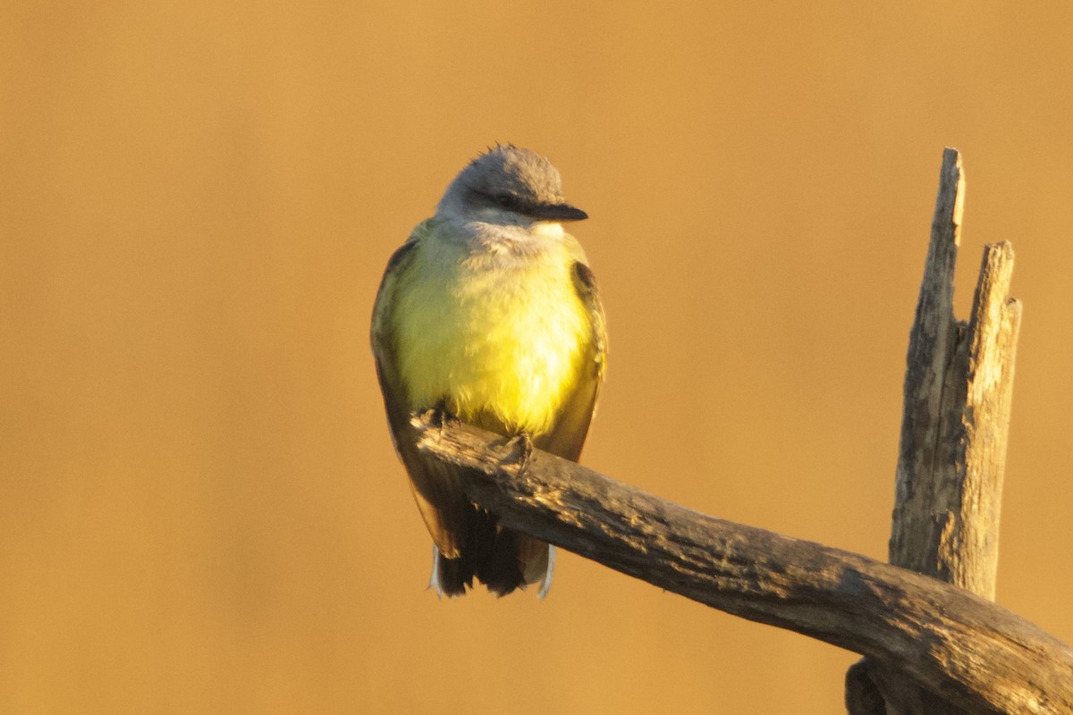 Western Kingbird - ML645808716