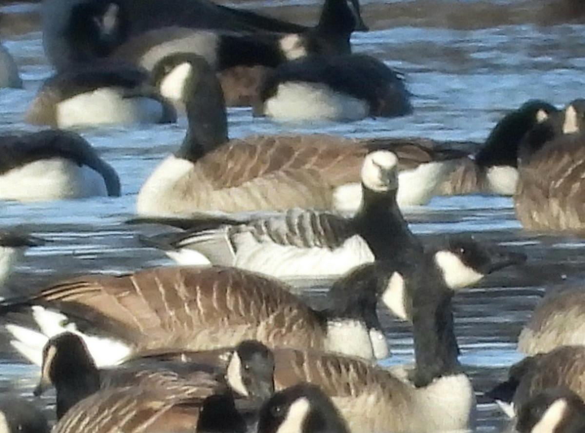 Barnacle Goose - ML645808736