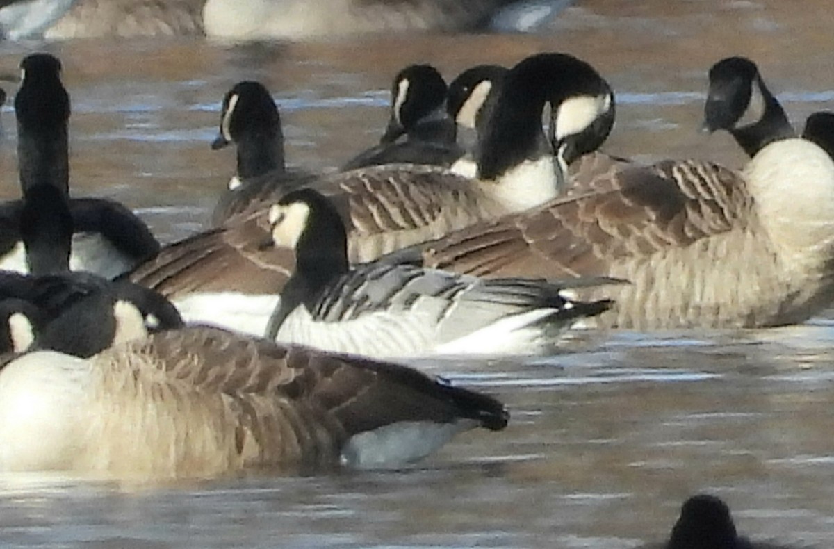Barnacle Goose - ML645808743