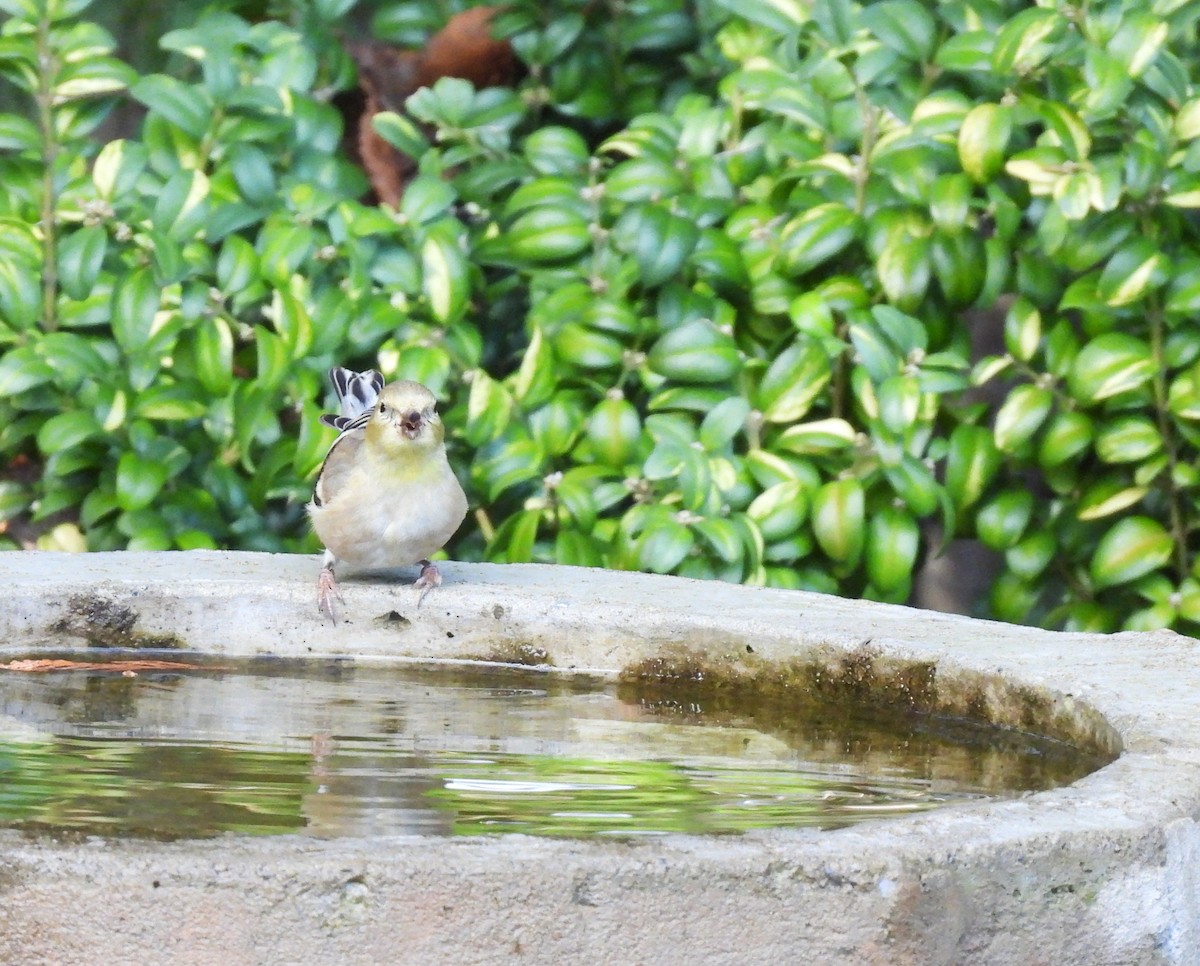 čížek žlutý - ML645808755