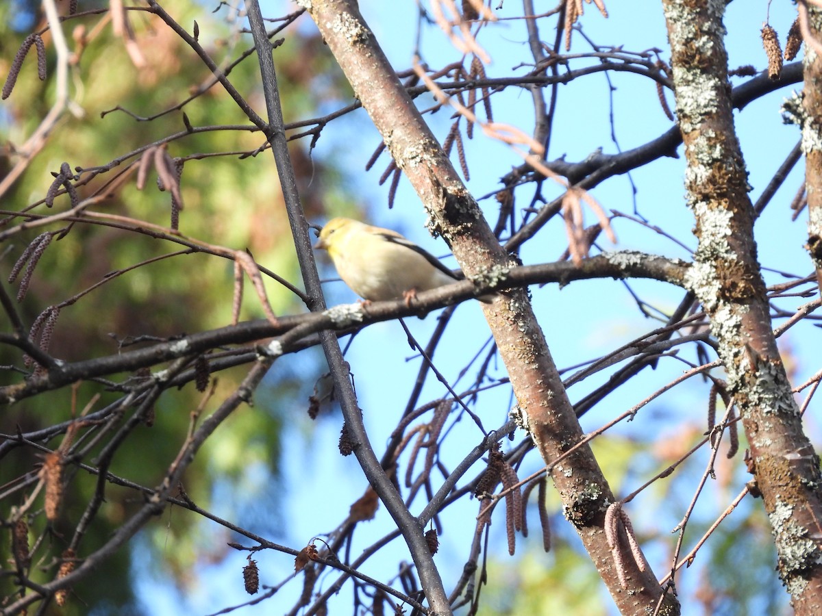 čížek žlutý - ML645808756