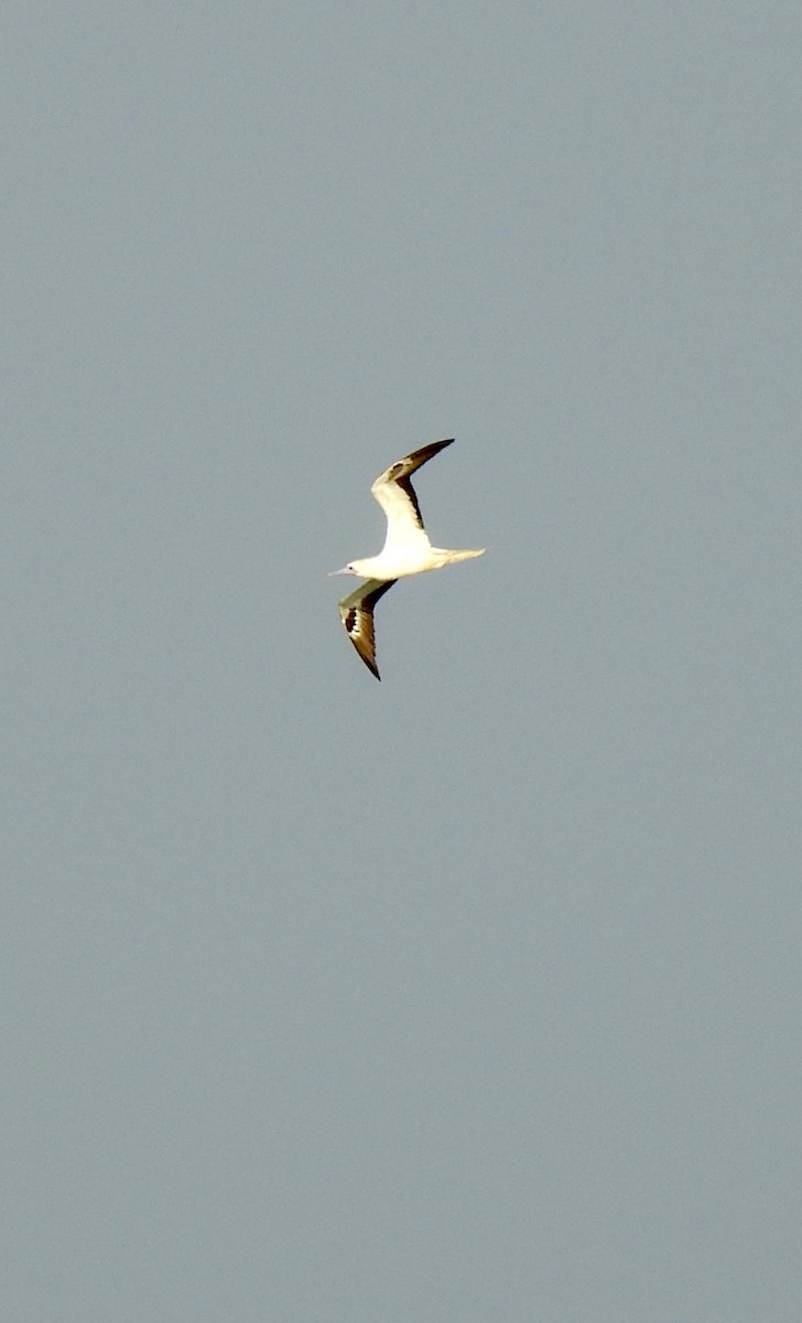 Сула червононога - ML645808760