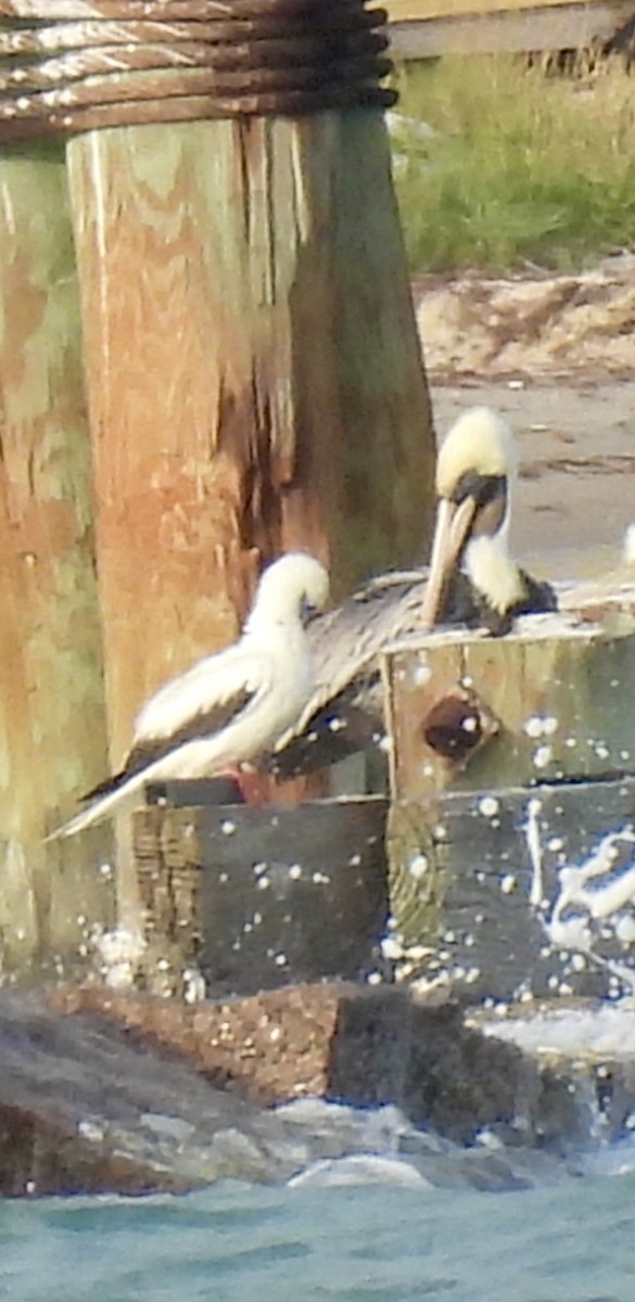 Сула червононога - ML645808761