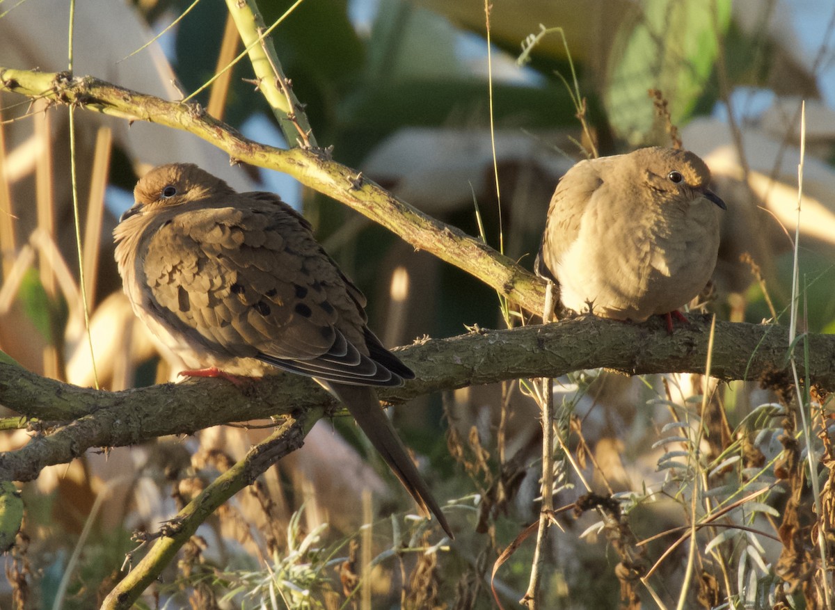 Mourning Dove - ML645808766
