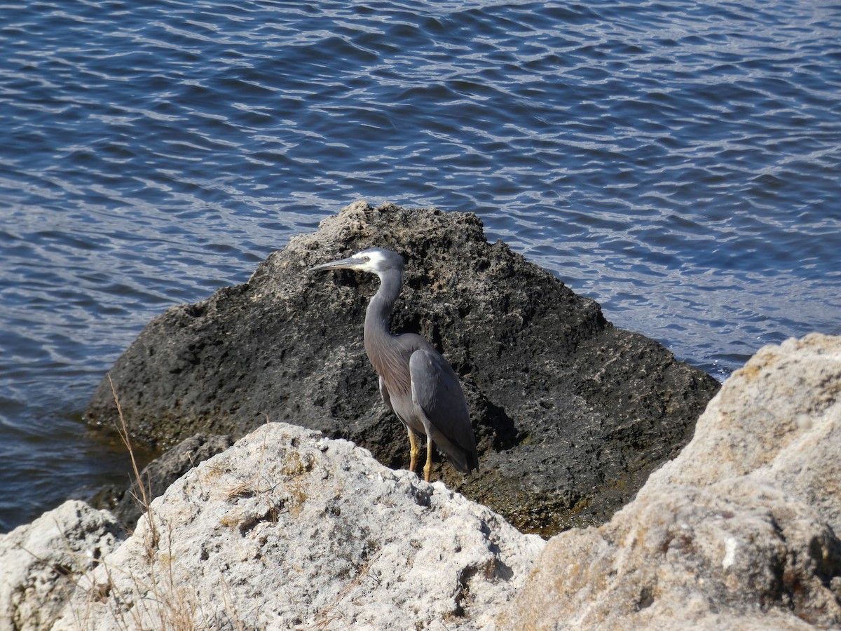 White-faced Heron - ML645808772