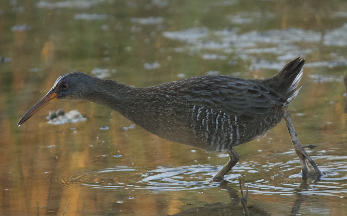 Clapper Rail - ML645808784