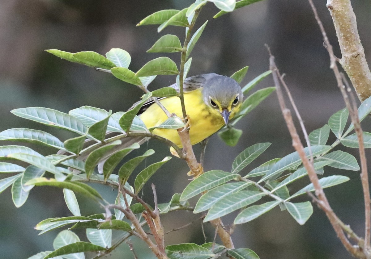 Paruline du Canada - ML645808788