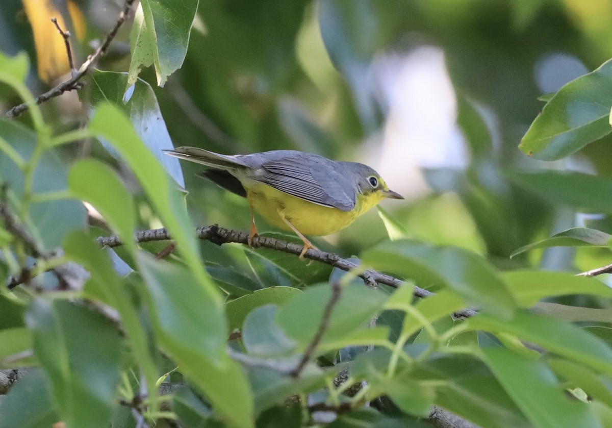 Paruline du Canada - ML645808789