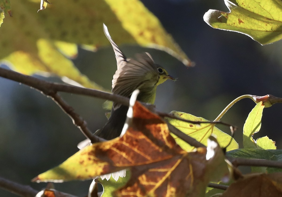 Paruline du Canada - ML645808790