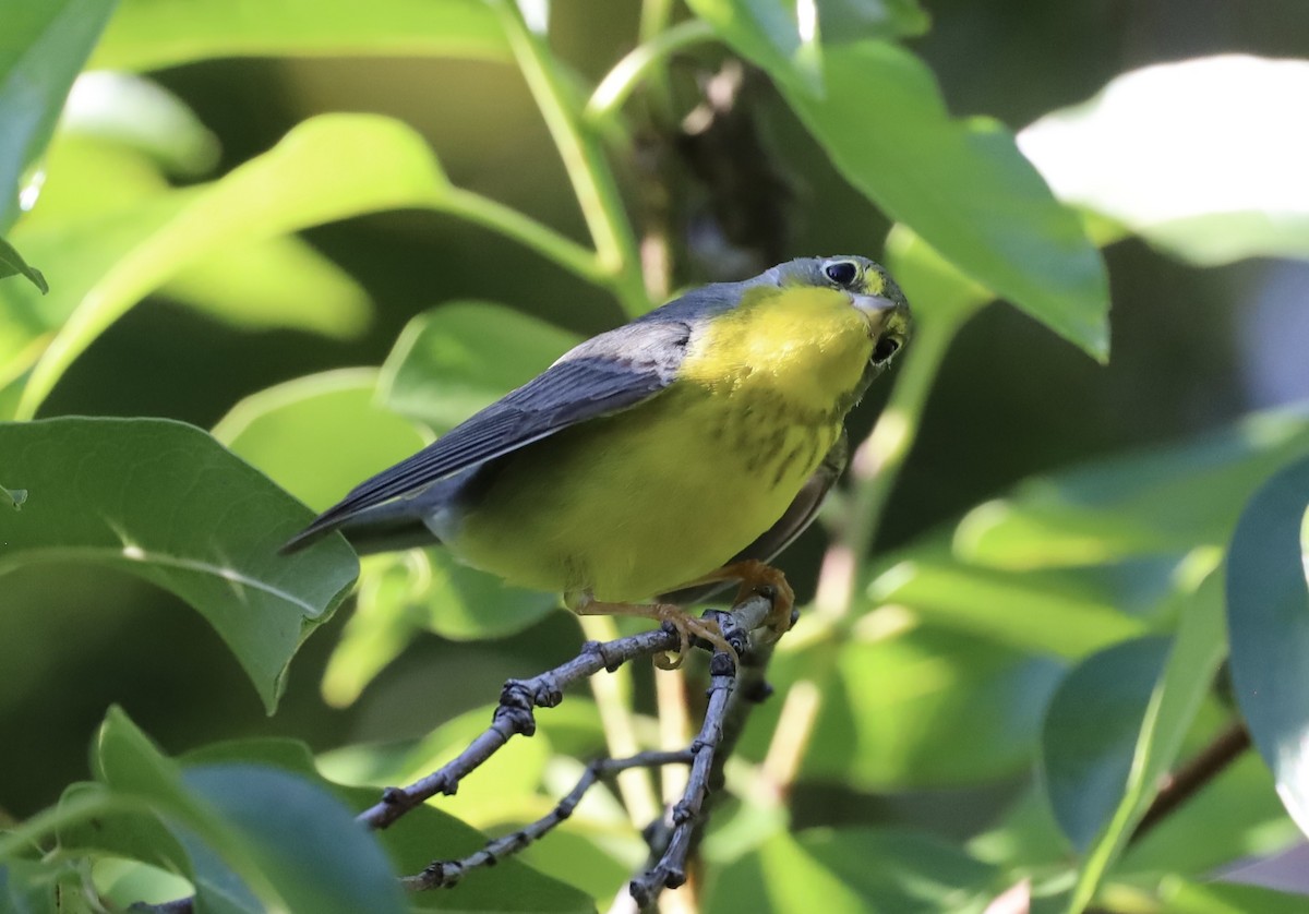 Paruline du Canada - ML645808791