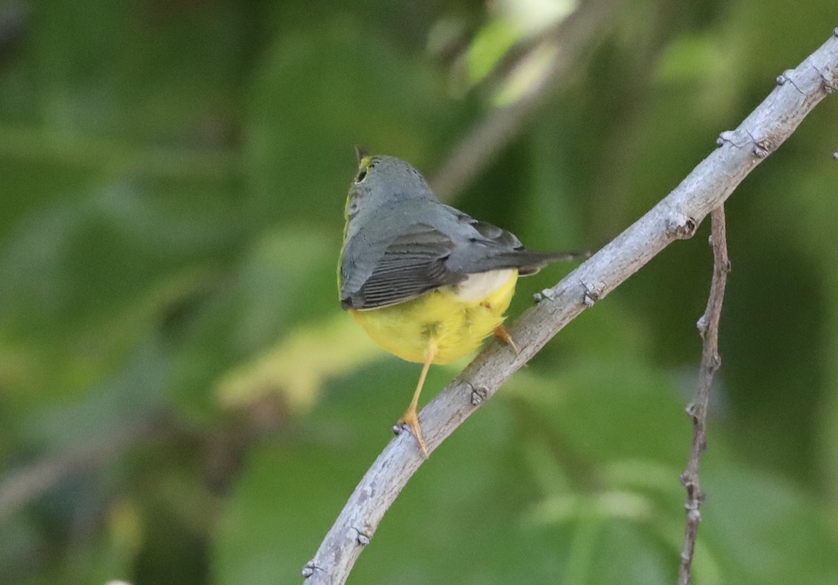 Paruline du Canada - ML645808792