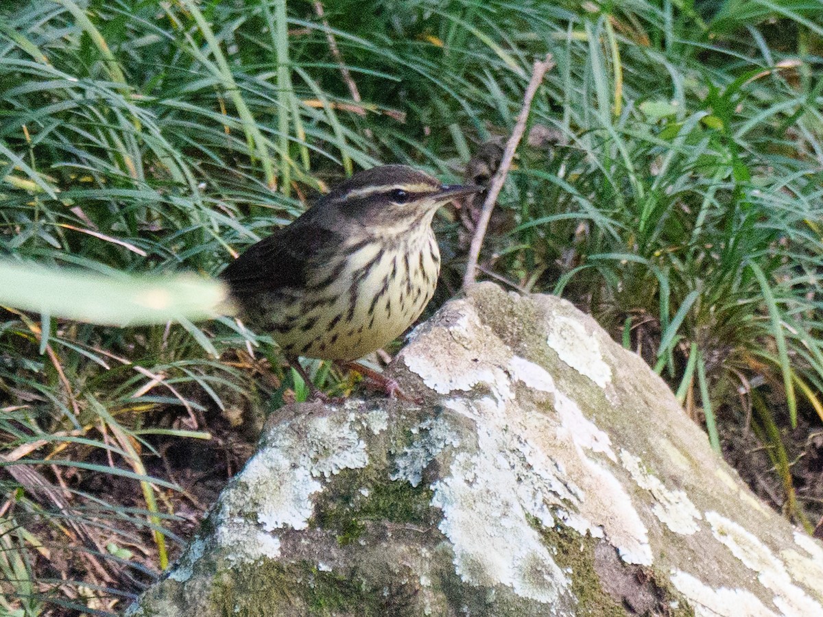 Northern Waterthrush - ML645808802