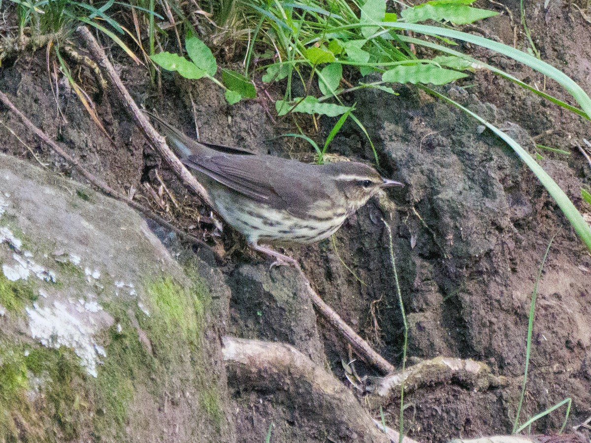 Northern Waterthrush - ML645808804