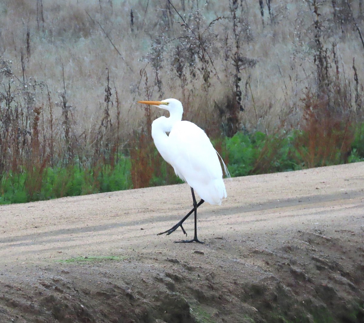 Garceta Grande - ML645808806