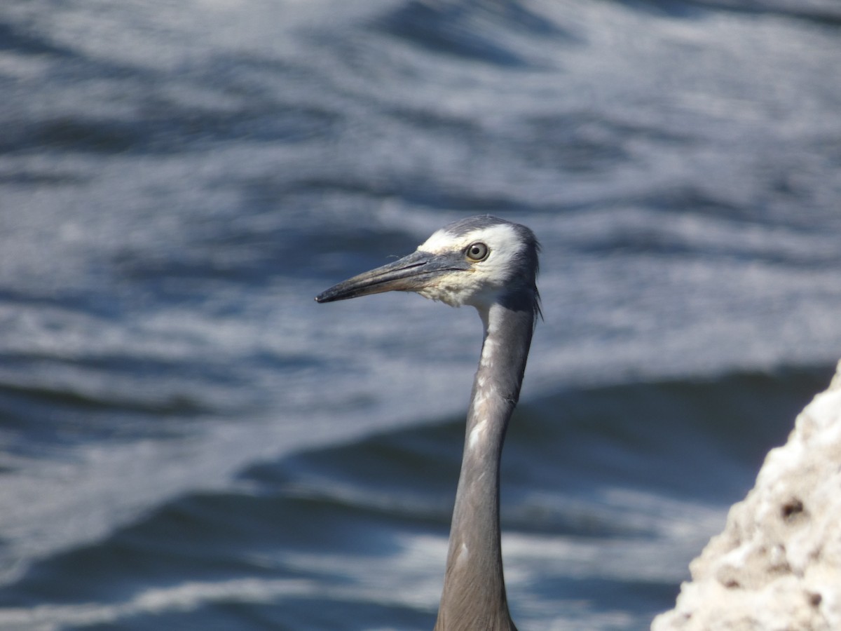 White-faced Heron - ML645808823