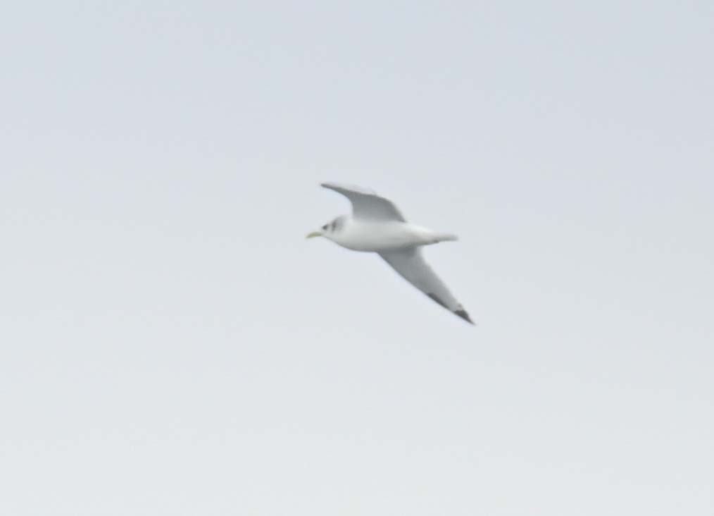 krykkje - ML645808833