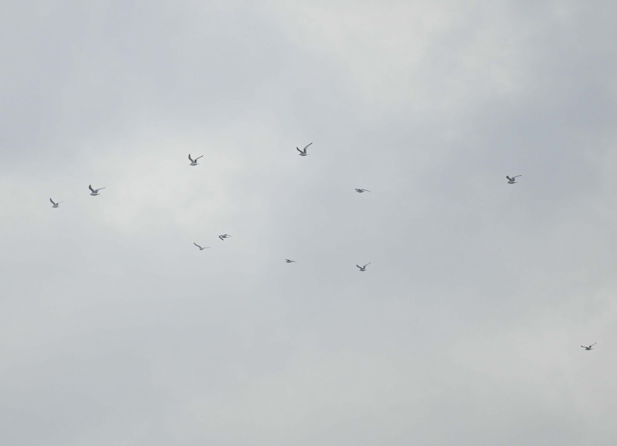 krykkje - ML645808834