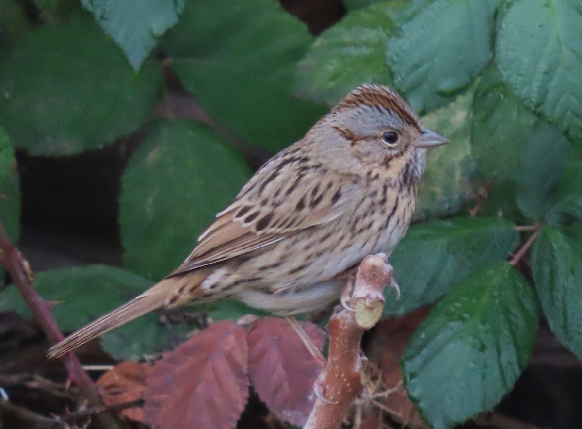 strnadec pruhohlavý - ML645808837