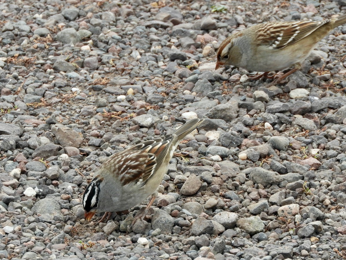 White-crowned Sparrow - ML645808844
