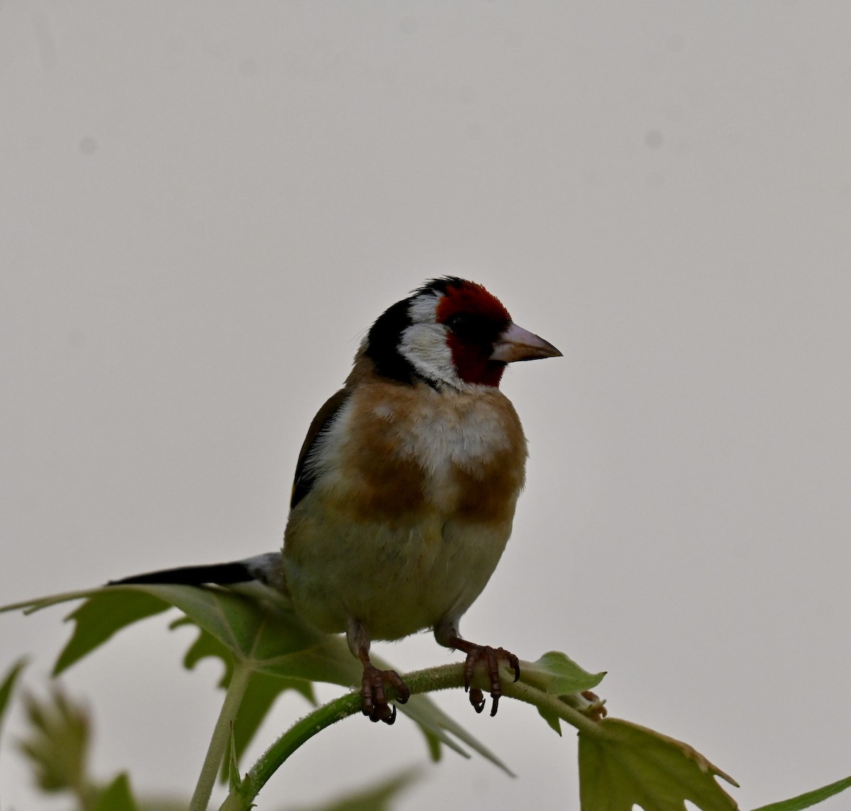 European Goldfinch - ML645808863