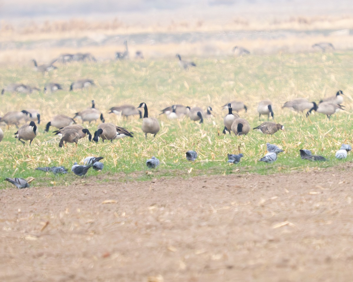 白額雁 - ML645808864