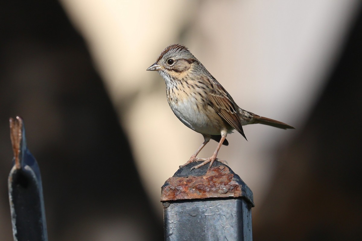 strnadec pruhohlavý - ML645808876