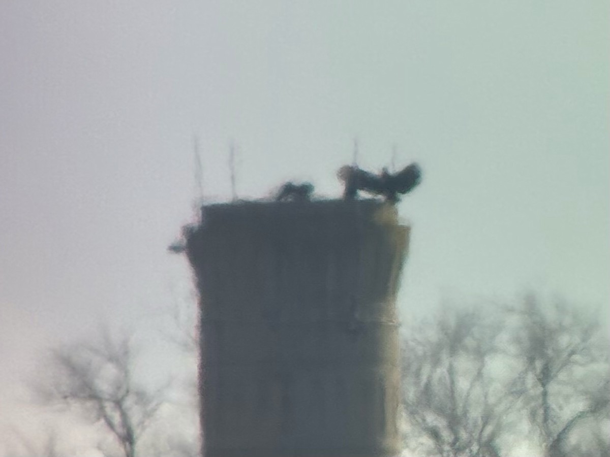 Чёрная катарта - ML645808886